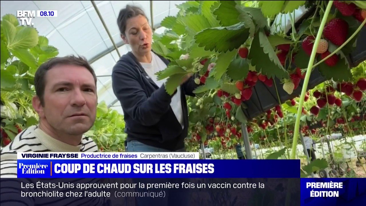 Entre sécheresse et chaleur, cette productrice de fraises s'adapte pour préserver ses plants