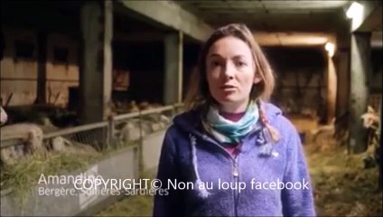 2.Le loup est un animal tres timide