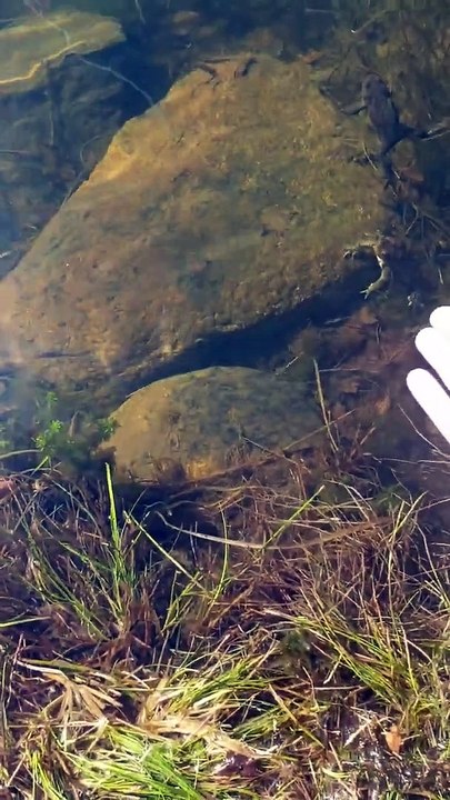 Le chuchoteur de grenouille - Buzz Buddy