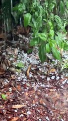 Grêle féroce en Floride - Buzz Buddy