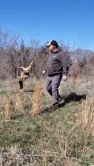 Coyote est sérieusement coincé dans la clôture - Buzz Buddy