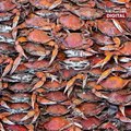 Batteries made of crab shells can power cars | NEXT NOW