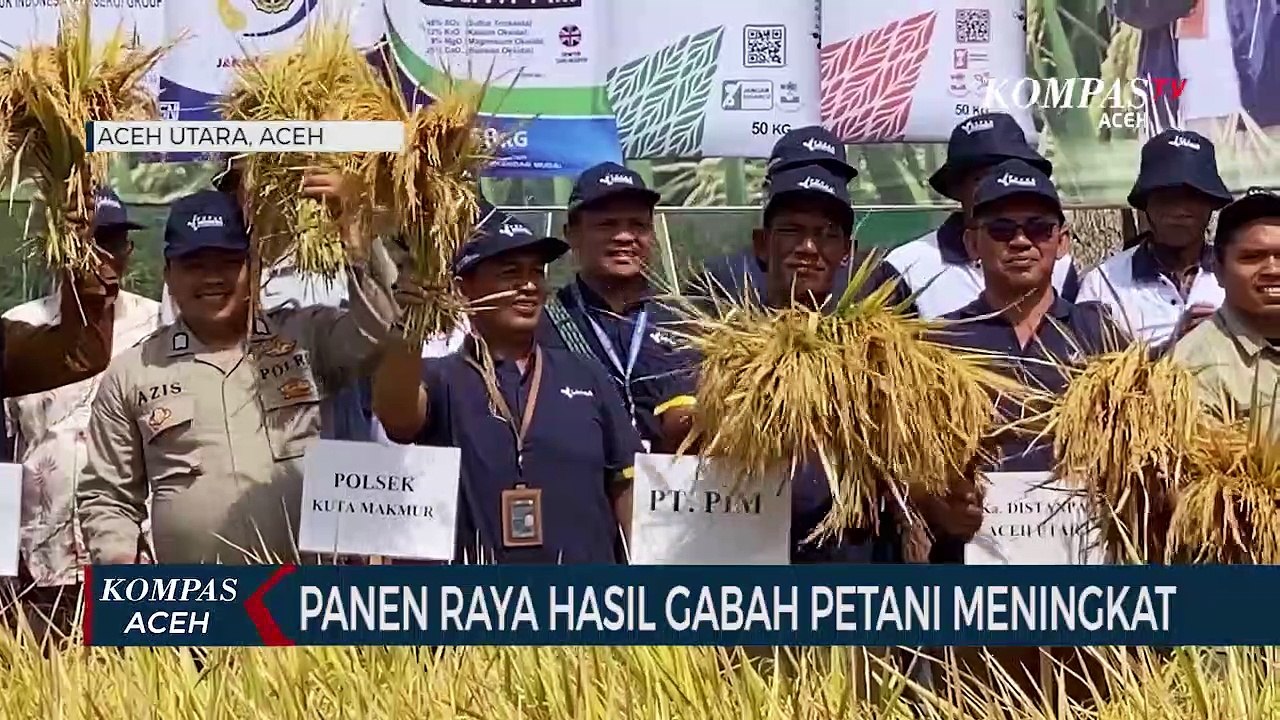 Panen Raya Hasil Gabah Petani Meningkat