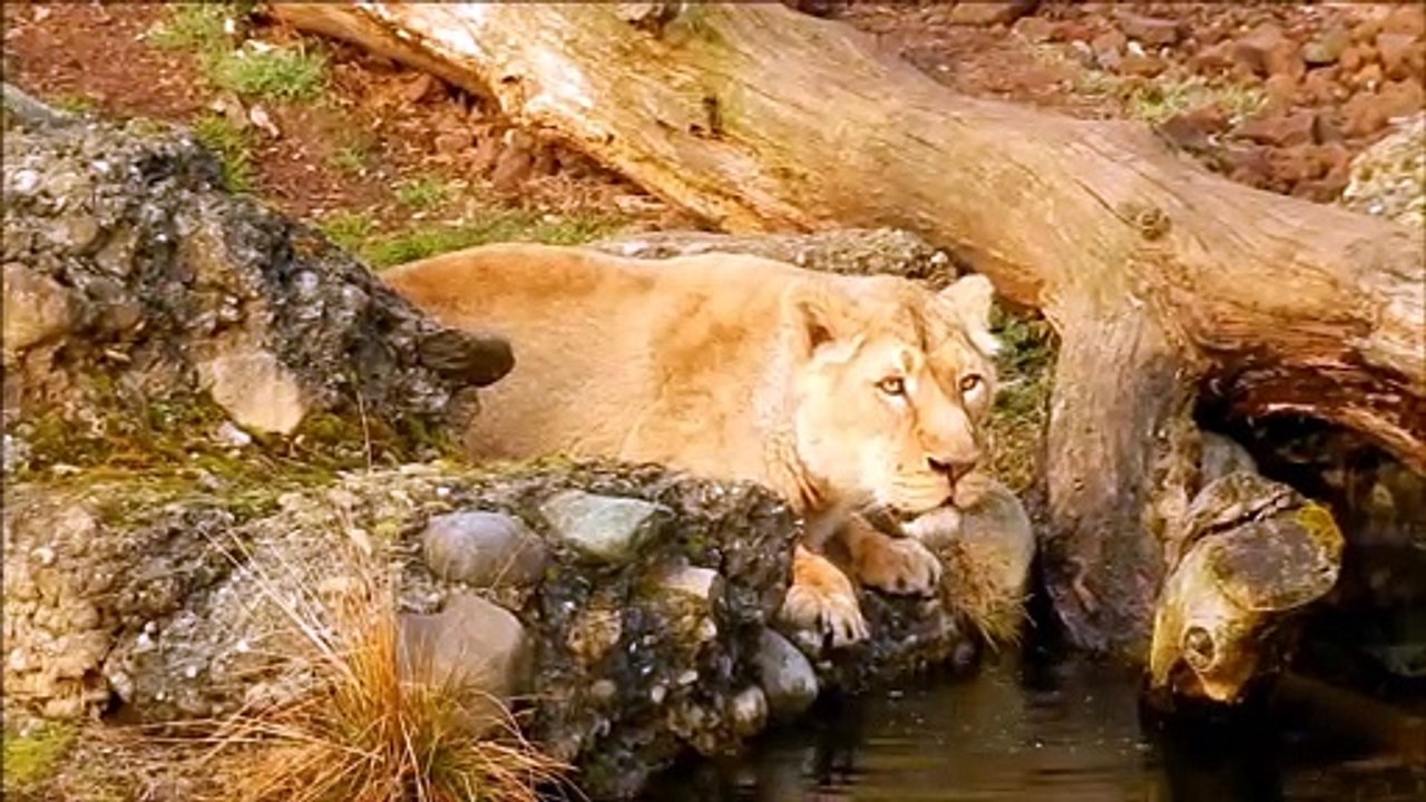 Thirsty Lion