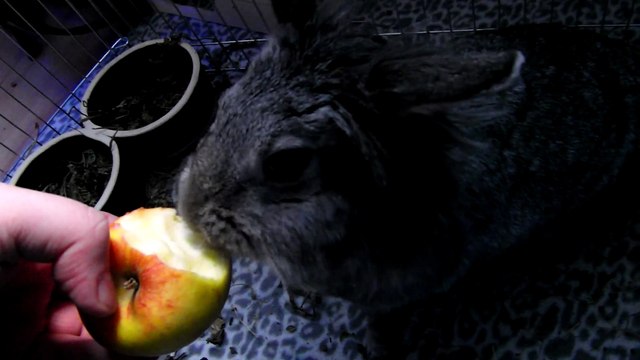 토끼의사과먹방-9526