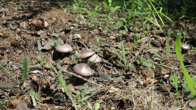 Profesör uyardı: ‘Ölüm meleği’ 15 gün sonra görülmeye başlayacak