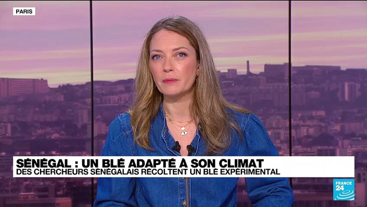 Sénégal : un blé adapté à son climat, des chercheurs sénégalais récoltent un blé expérimental