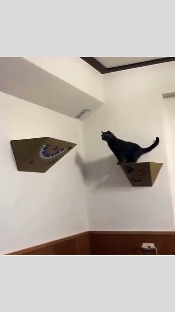 ⁣Funniest Video P-2 #shorts #pets #viral
