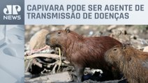 Prefeitura de São Paulo quer esterilizar capivaras do Rio Pinheiros