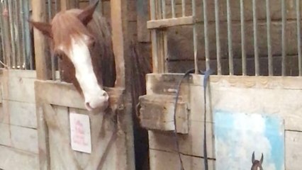 Genius Horse Escapes From Stable | Wild-ish TV
