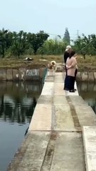 Funny animal's। Cat/dog lover  FLLOW US/like & share #viralpost  #animal #viral