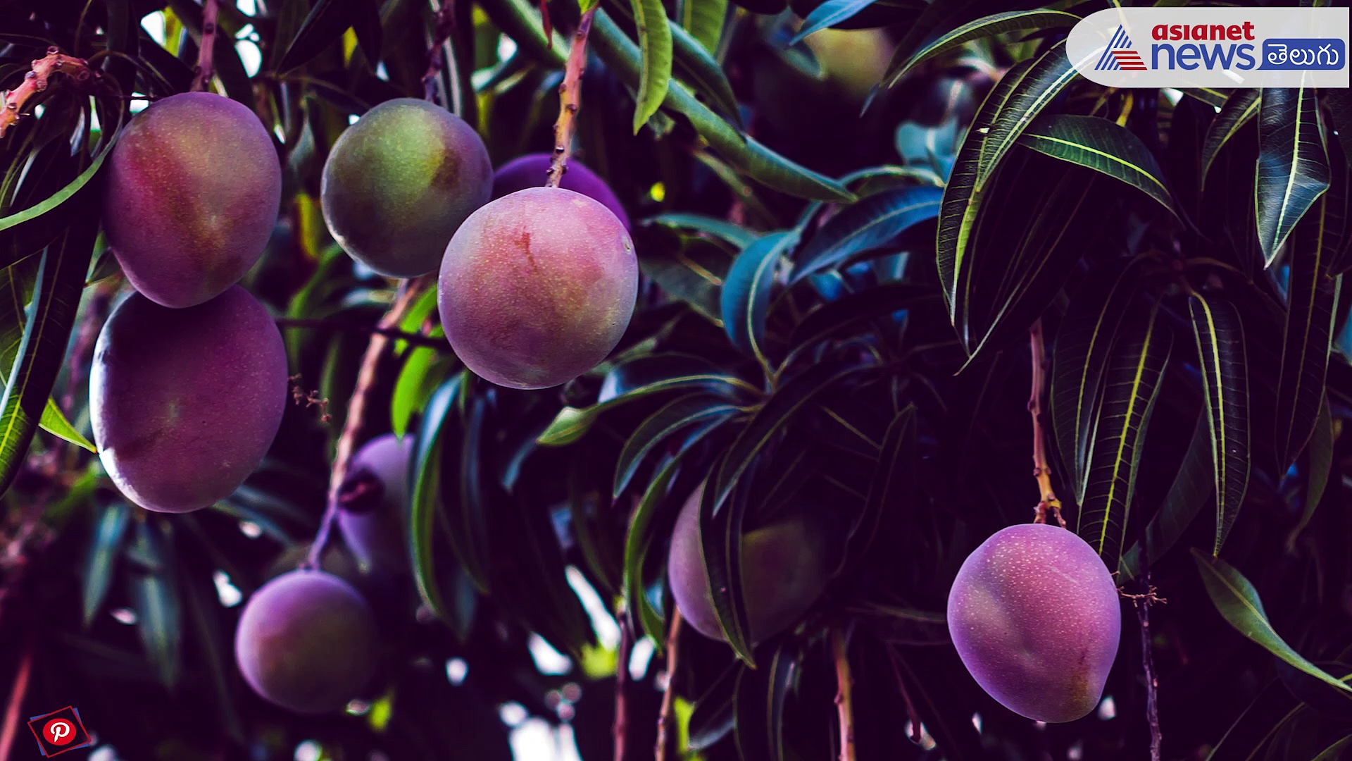 కెమికల్స్ తో పండిన మామిడిపండ్లు, సహజంగా పండిన మామిడిపండ్ల మధ్య తేడాను గుర్తించడం ఎలా..?