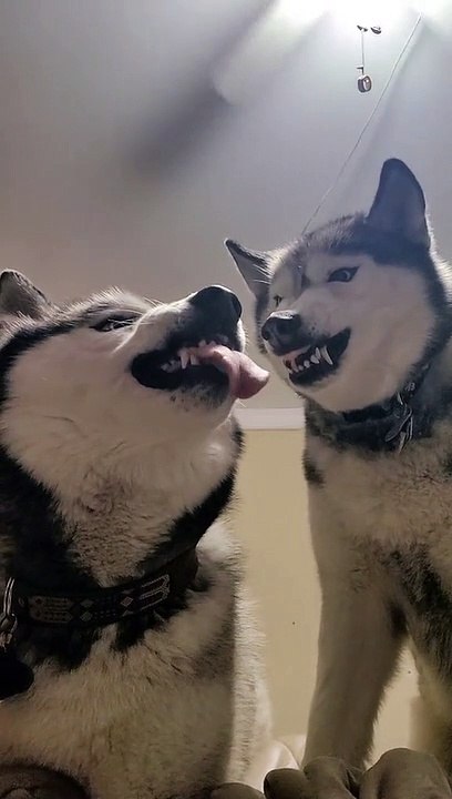Love in one video.