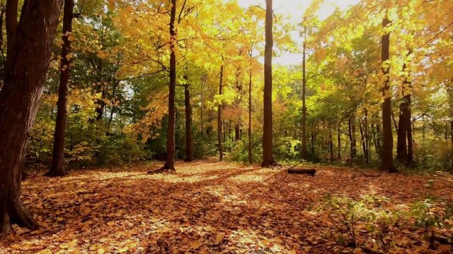 Autumn Leaves Tree Scenery Background Video | Falling Leaves Stock Footage | No Copyright Video