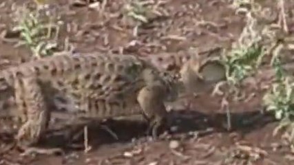 मंदसौर: खेत में मगरमच्छ को देख ग्रामीणों में मचा हड़कंप,देखे ये बड़ी खबर