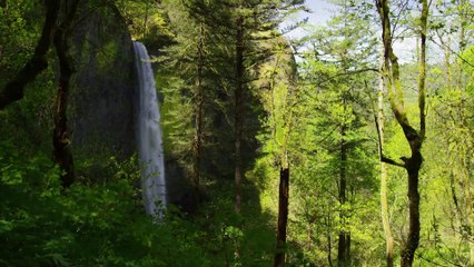 Wild animal habitat universe lion, elephant, rhino, giraffe, ant, bear - Animal Moments