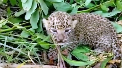 वीडियो स्टोरीः वन विभाग का आपरेशन मिलन, जानिए क्या हुआ इस मिशन का...