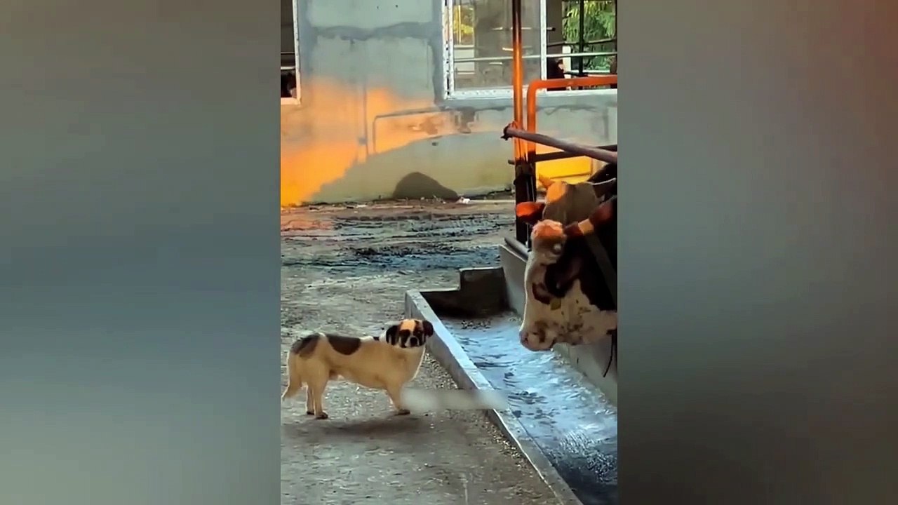 Funniest Animals Video - Best Cats  and Dogs Videos