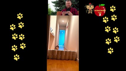 Dogs can display a variety of funny reactions when playing with puppies.