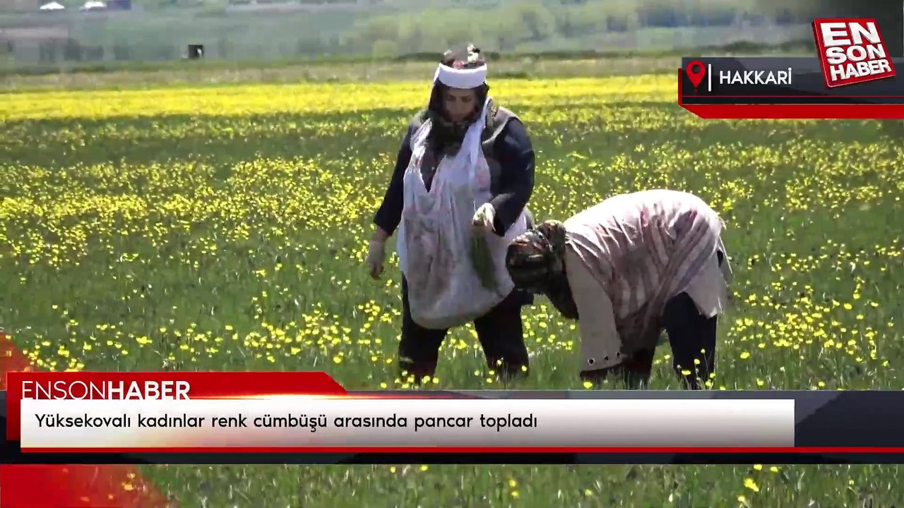 Yüksekovalı kadınlar renk cümbüşü arasında pancar topladı
