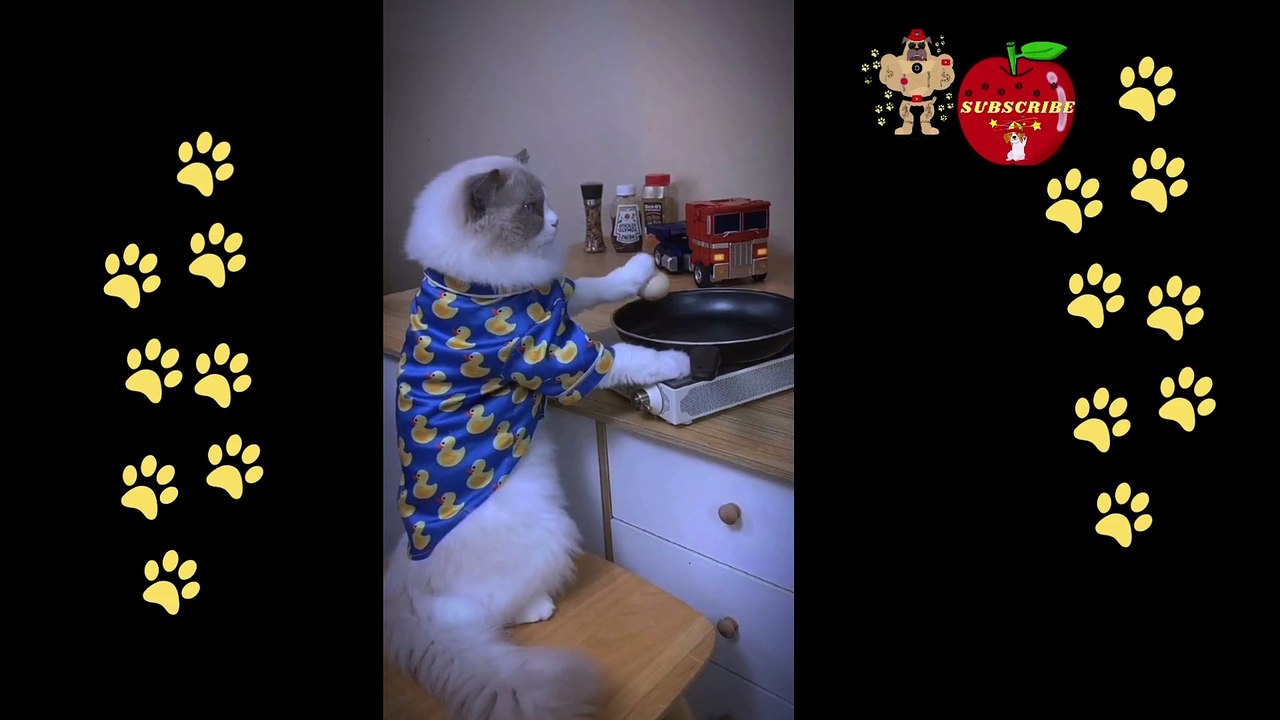 funny cat reaction when cooking