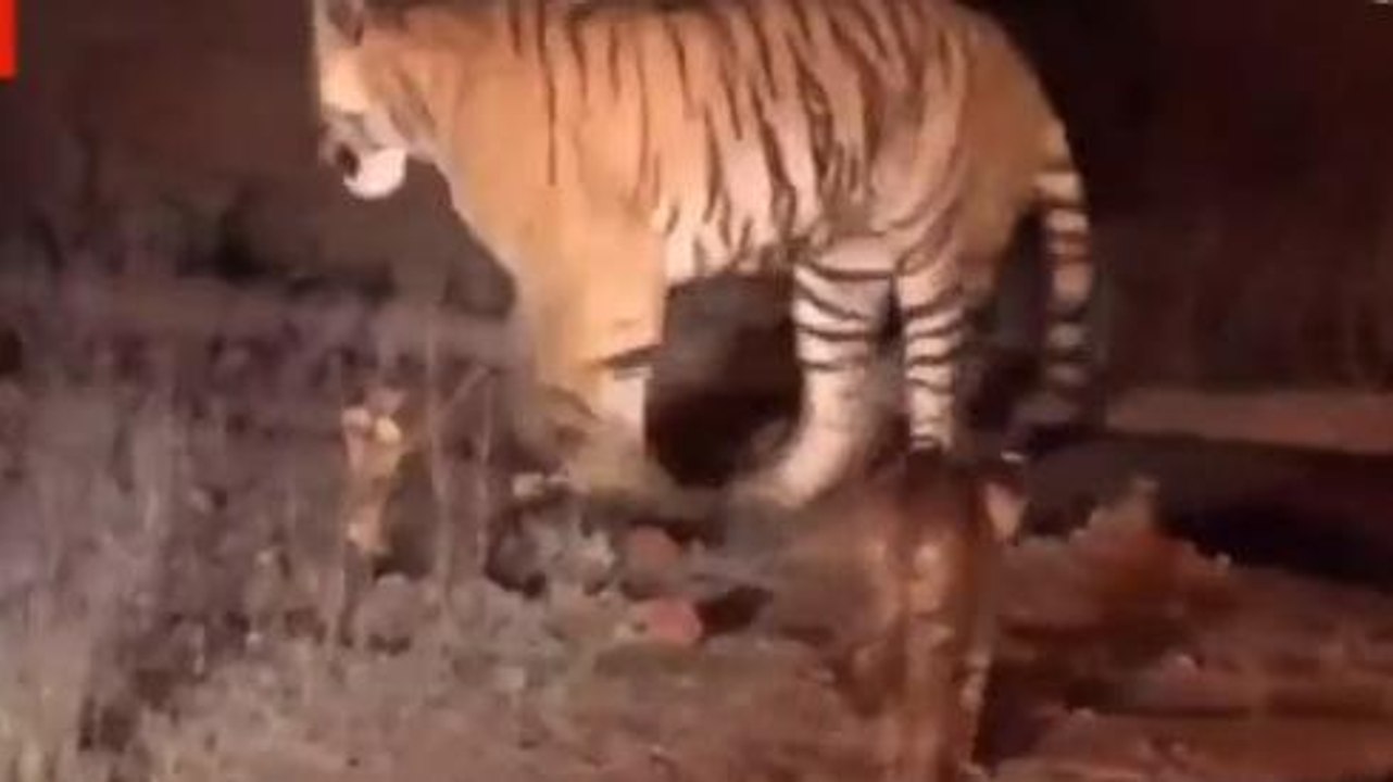 खुशखबरी: पन्ना टाईगर रिजर्व में बढ़ा बाघों का कुनवा, बाघिन पी- 234-23 ने जन्मे 2 शावक