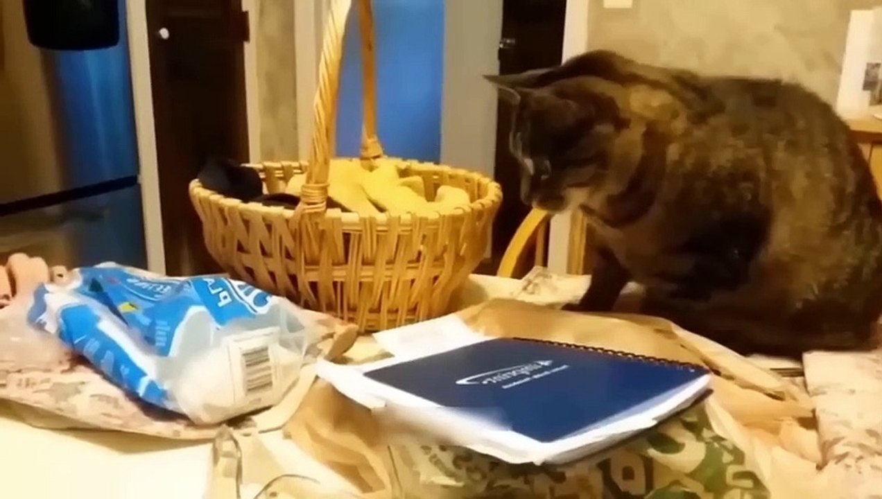 Funniest Animals Video - Best Cats  and Dogs Videos
