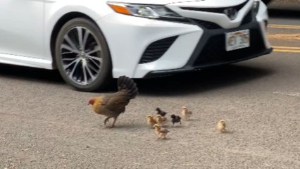 Mama chicken's Fowl attempt at crossing the road with her babies is utterly hilarious