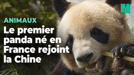 Yuan Meng, premier panda né en France va bientôt rejoindre la Chine