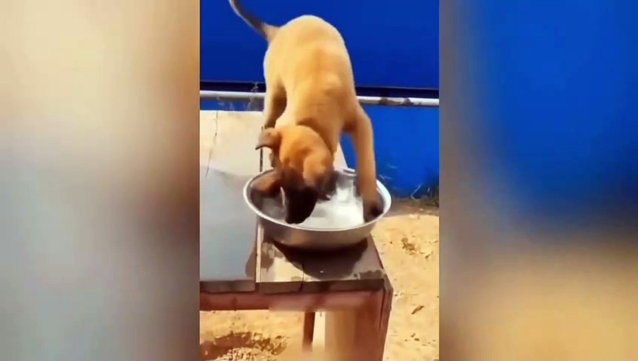 Funniest Animals Video - Best Cats  and Dogs Videos