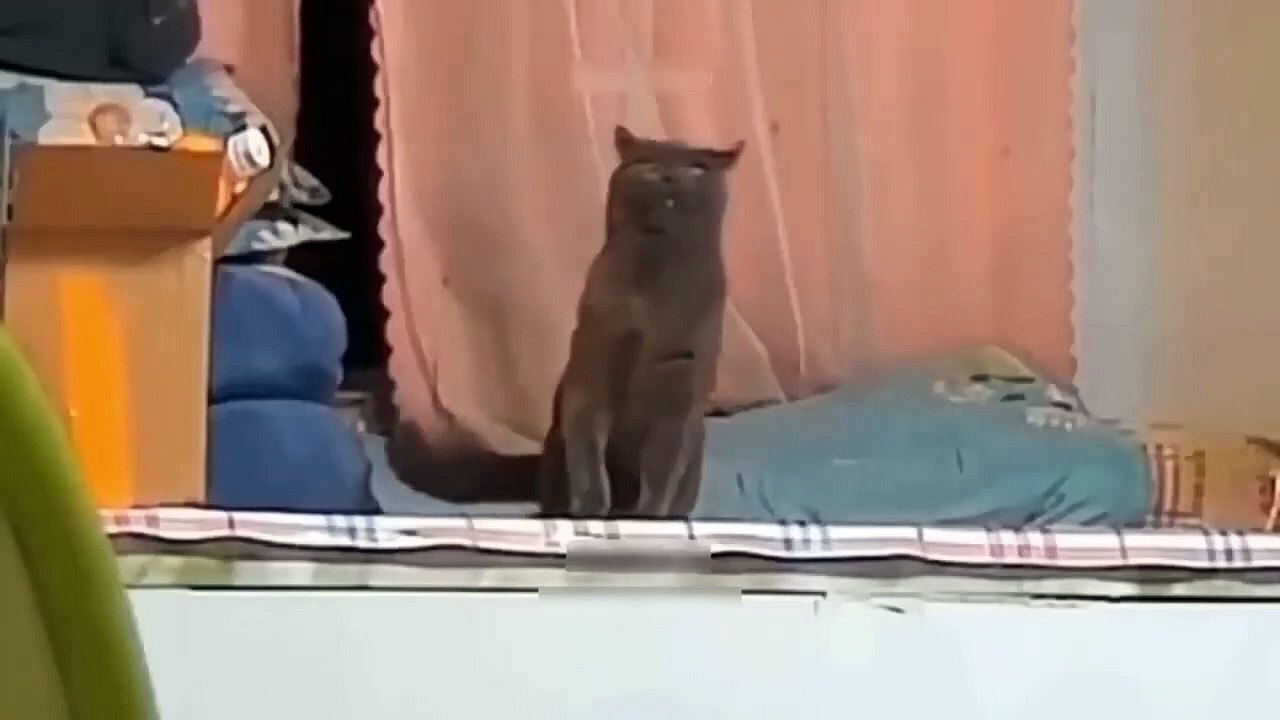 Funniest Animals Video - Best Cats  and Dogs Videos