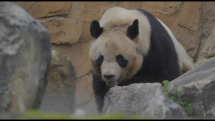 Torna in Cina a luglio Yuan Meng, il primo panda nato in Francia