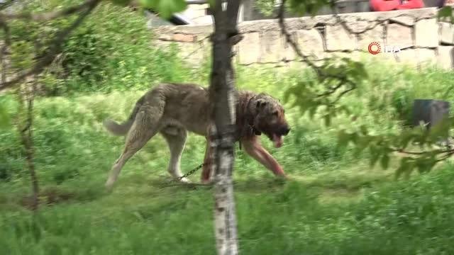 Başıboş sokak köpeği dehşet saçtı: Önce çocuğu ısırdı, sonra köpeği boğdu