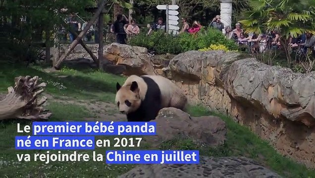 Au revoir Yuan Meng: le premier panda né en France bientôt transféré en Chine