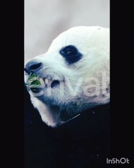 A Bear eats food | Bear fight for food