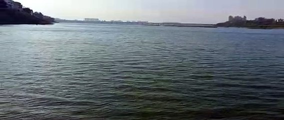 SURAT VIDEO/ प्रदूषण के कारण तापी नदी के पानी का बदल गया रंग