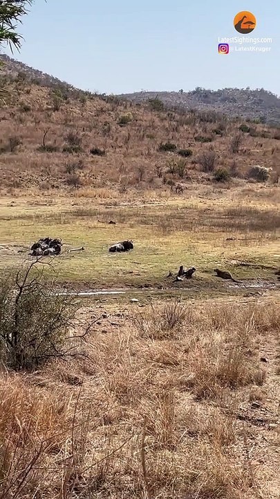 LEOPARD TAKES DOWN WILDEBEEST 3 TIMES ITS SIZE