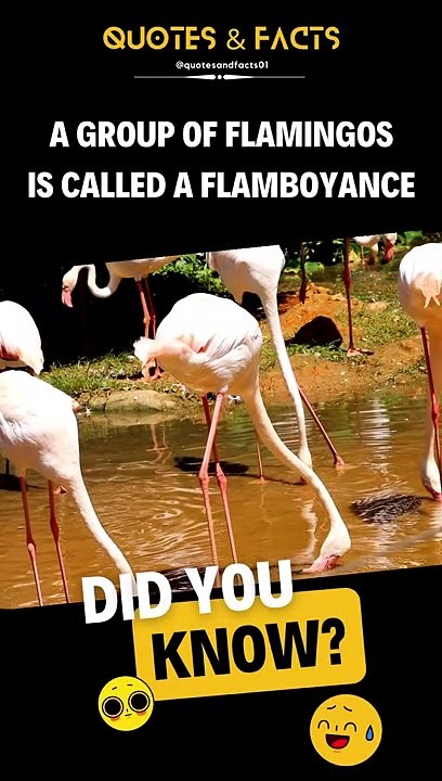 Did You Know? Interesting Fun Facts #shorts