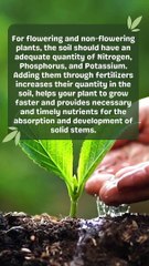 How to Make Plants Grow Faster