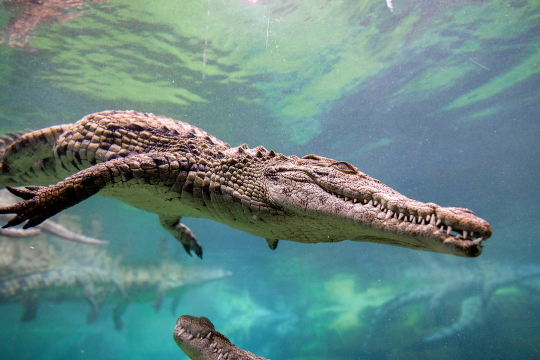 تعرّف على 250 تمساحًا نيليًا في حديقة دبي للتماسيح فيديو Dailymotion