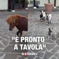 “È pronto!” e arrivano di corsa tre caprette e un simpaticissimo pony pronti per cenare: vi innamorerete