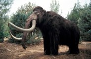 Woolly mammoths had a high sex-drive