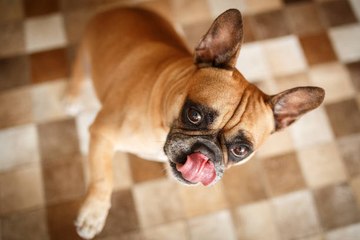 Las Cinco Palabras Que Más Le Gusta Oír A Tu Perro