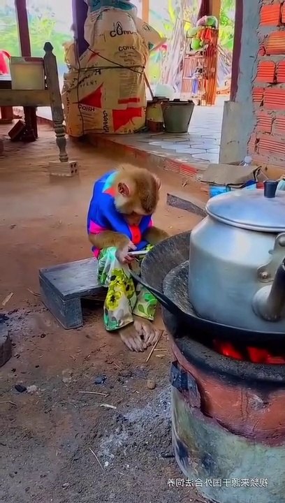 Funny monkey