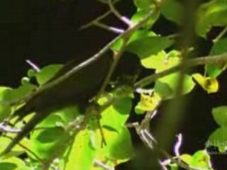 Terre - Puissance d'une Planète [04 / 05]