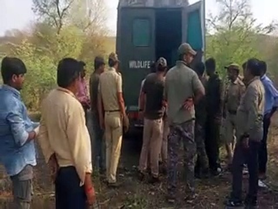 मुकुन्दरा रिजर्व ने एक बाघिन नहीं, 3 शावक भी खो...