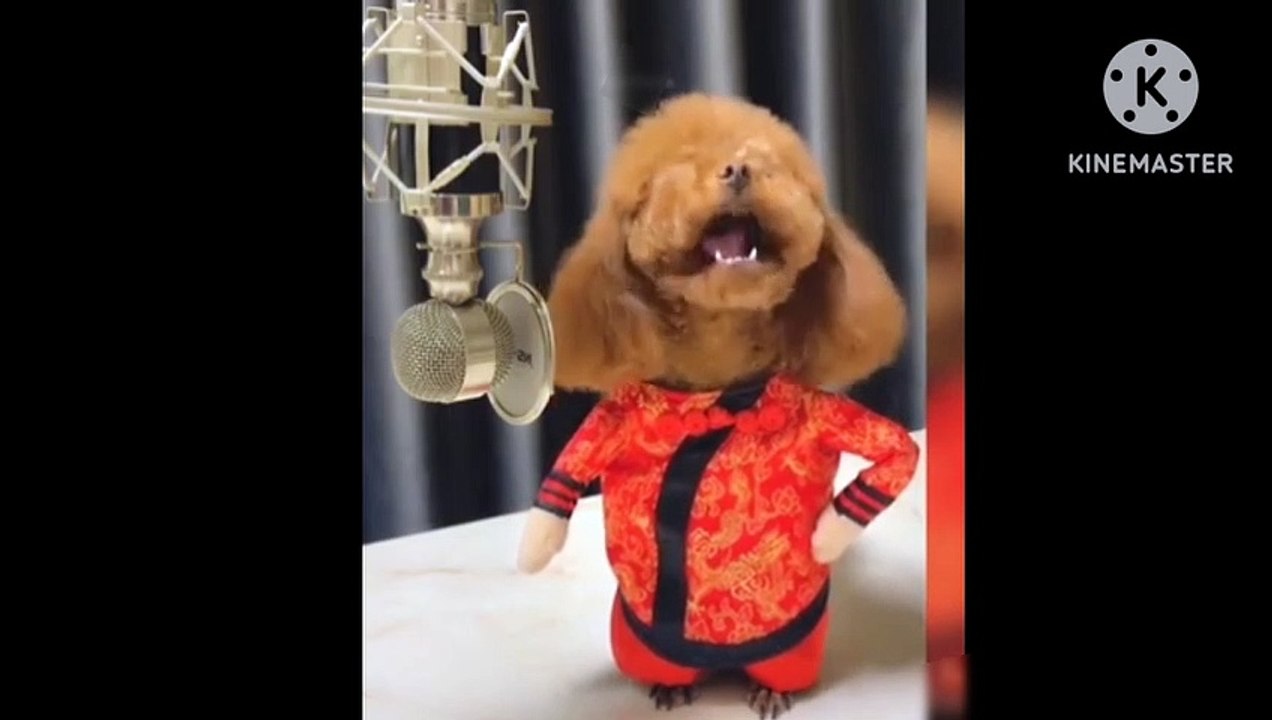Baby dogs-cute and funny dogs videos compition#06