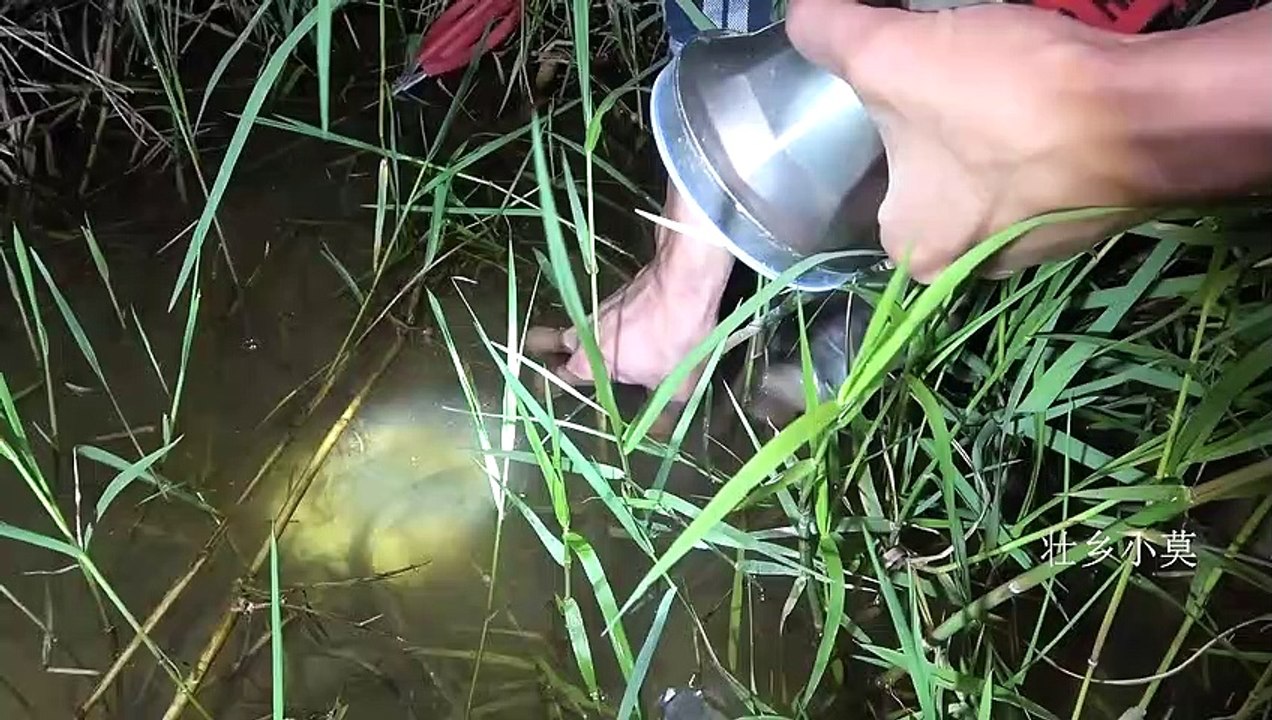 春天到了，又到了抓黄鳝的季节，老鱼塘里黄鳝可真多【壮乡小莫】