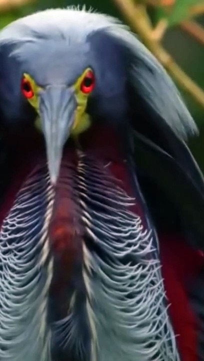 Amazing birds video