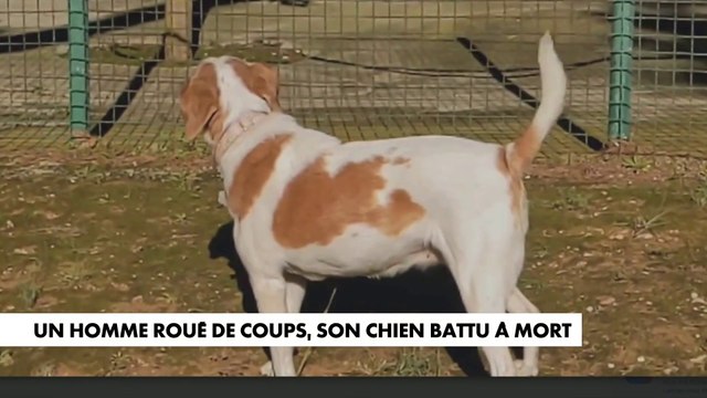 Chien battu à mort par trois jeunes : où en est l’enquête ?